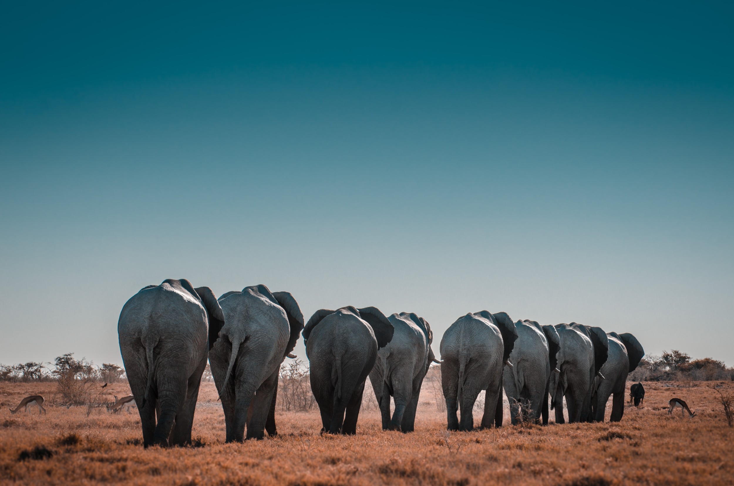 Namibie-Elephants.bk