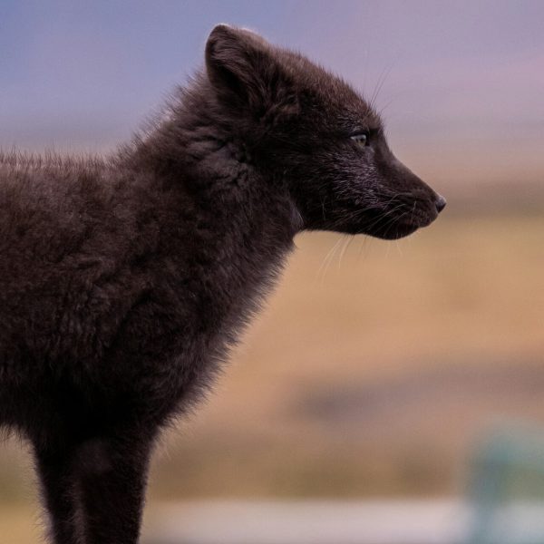 ISL_marco-dalla-santa-uHAebiGKWPs-unsplash