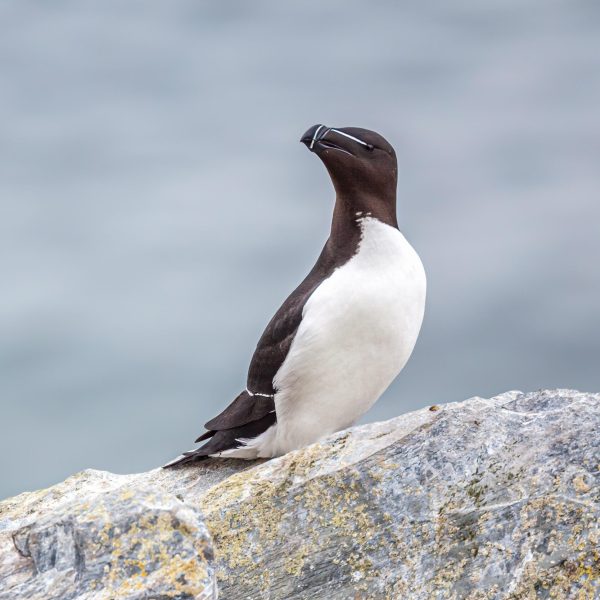 ISL_pinguoin_torda_chrisstenger-razor-bill-6225574