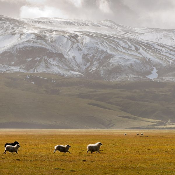 Islande 00_ISL_Hautes-terres_ARU4576-min