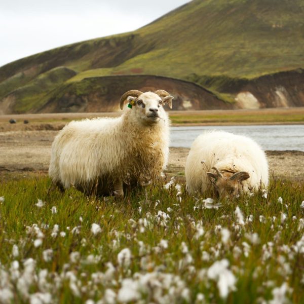Islande alexander-sinn-8ATgONUqieM-unsplash landmannalaugar