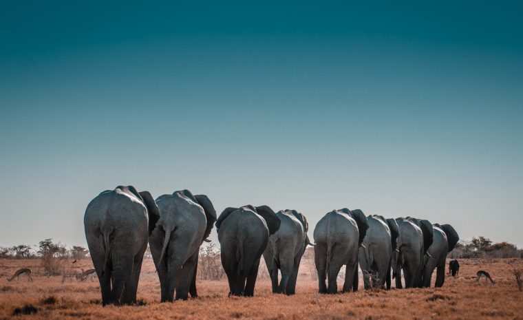 Namibie-Elephants.bk