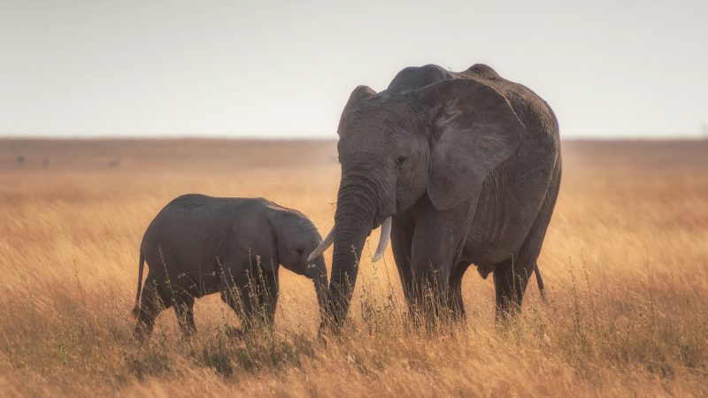 tanzanie_hu-chen-3yd8oXGoLqM-unsplash