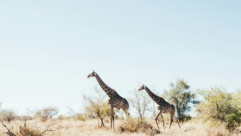 afrique_du_sudtobin-rogers-kdTjNVs0wQ8-unsplash